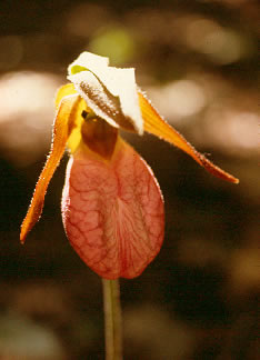 Cypripedium s0049